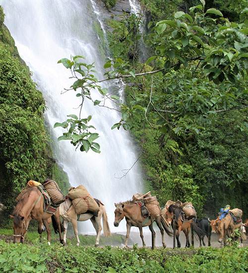Trekking Tours